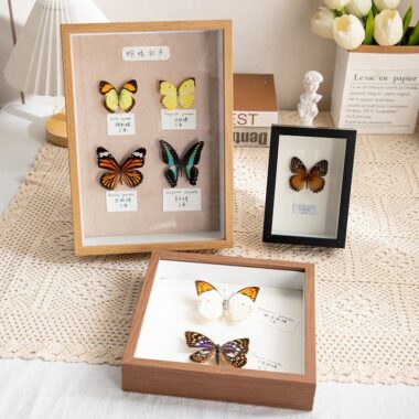 DIY 3D Wood Frame with Dried Flower and Shell Specimen